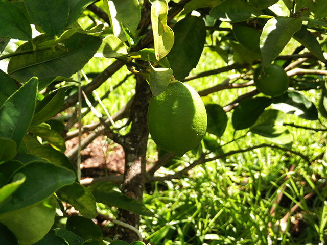 amtrak lemon.jpg