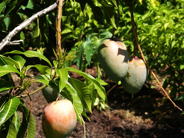Tio's garden